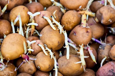 How much sprouting on potatoes is OK?