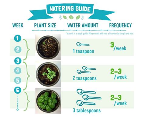 How much sugar should be in water for plants?