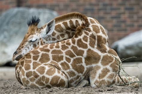 How much time do giraffes sleep?