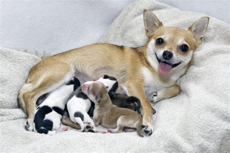 How much time should a mother dog spend with her puppies?