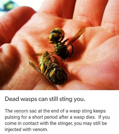 How much venom does a wasp inject?