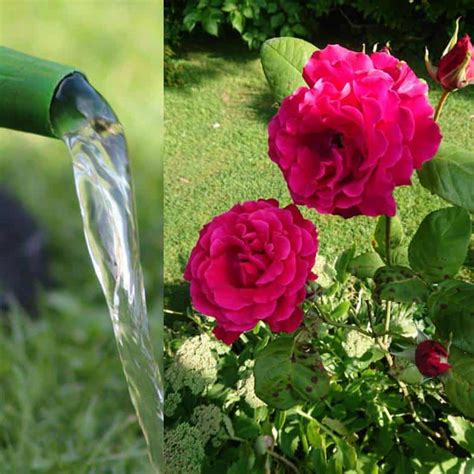 How much water do you put in roses?
