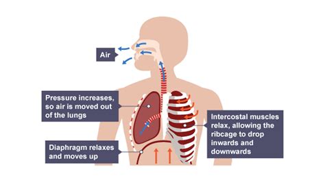 How much water vapour does a human exhale?