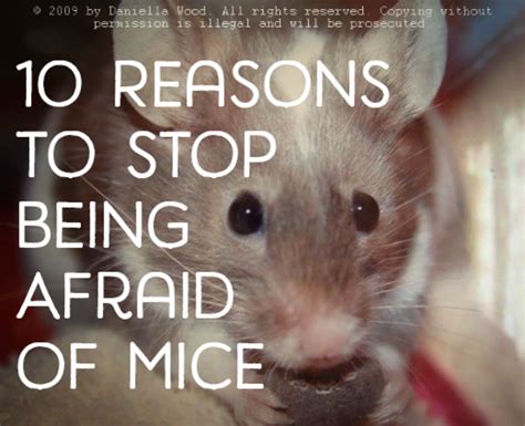 How not to be scared of mice?