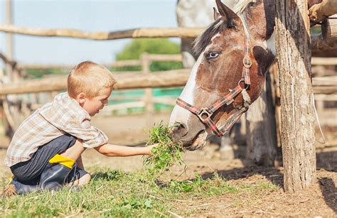 How not to feed a horse?