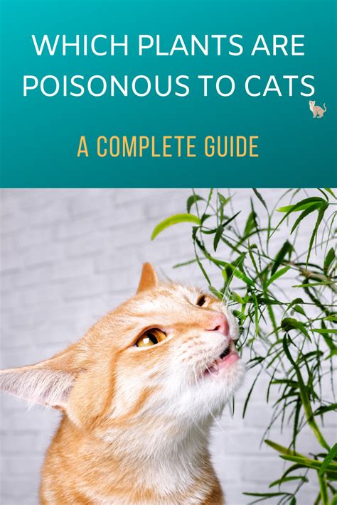 How often are cats poisoned by plants?