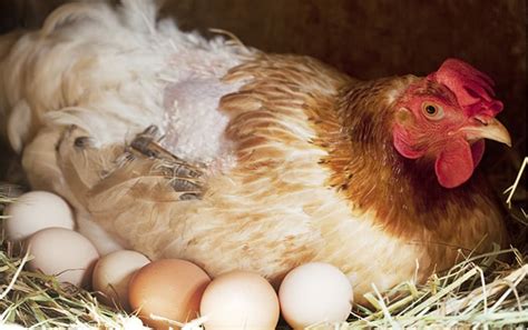 How often can a hen lay an egg?