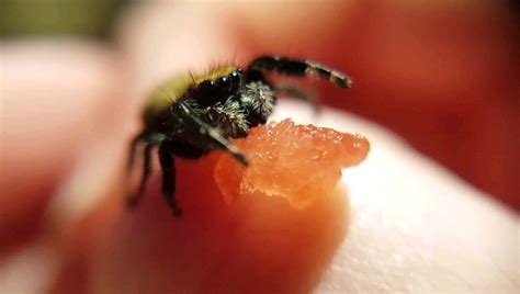 How often can jumping spiders eat?