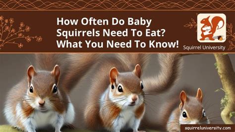 How often do baby squirrels eat?