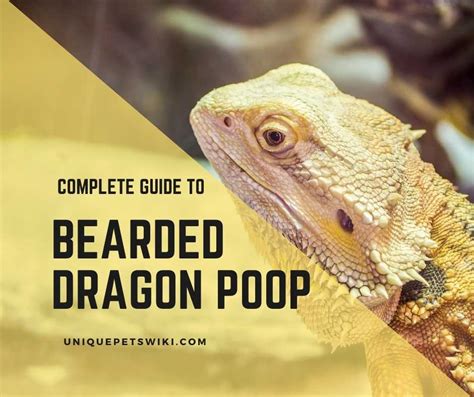 How often do bearded dragons poop?
