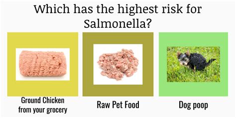 How often do dogs get salmonella from raw food?