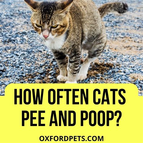 How often do kittens poop?