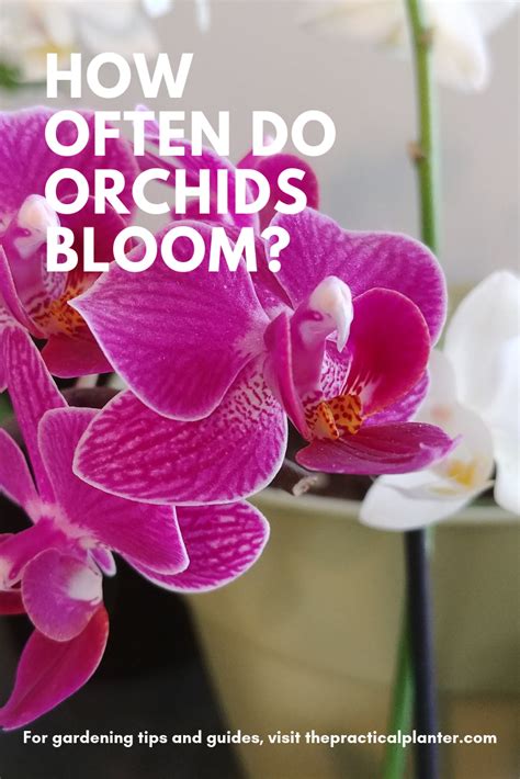 How often do orchids bloom?