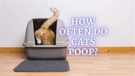 How often do outdoor cats poop?
