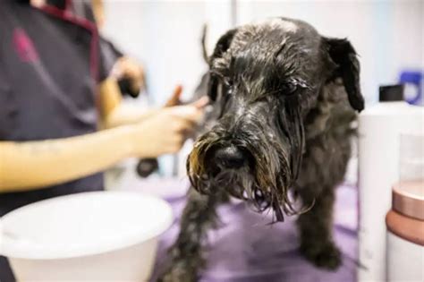 How often do schnauzers need to be clipped?