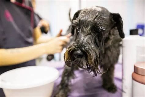 How often do schnauzers need to be trimmed?