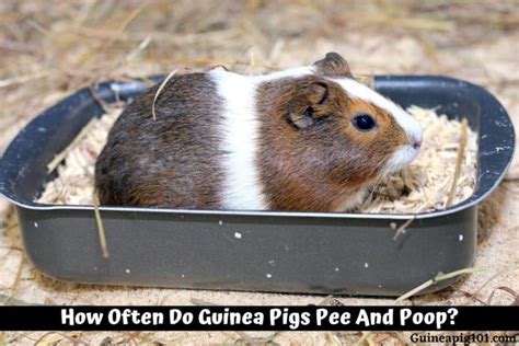 How often do skinny pigs pee?