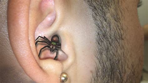 How often do spiders go in your ear?