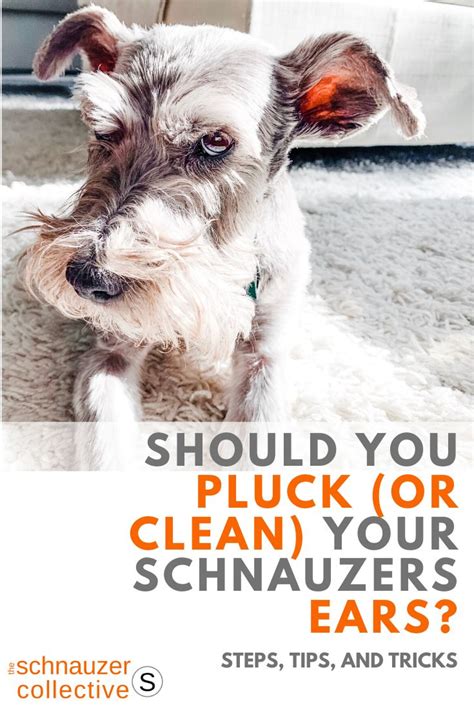 How often do you clean a Schnauzers ears?