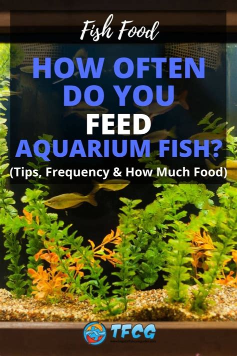 How often do you feed fishing worms?