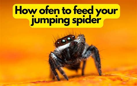 How often do you feed jumping spiders?