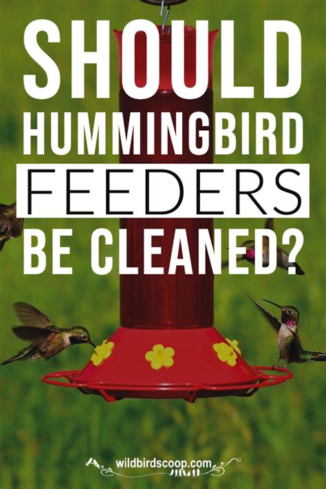 How often do you need to clean a hummingbird feeder?