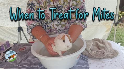 How often do you treat guinea pigs for mites?
