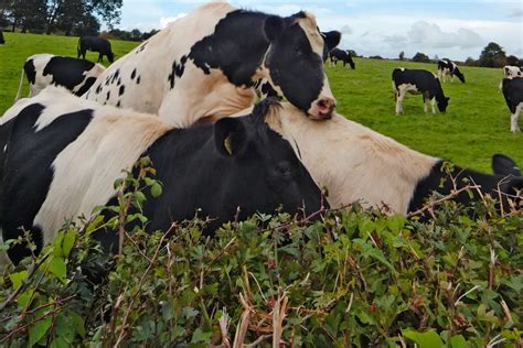 How often does a heifer come in heat?