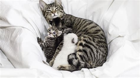 How often does a mama cat move her kittens?