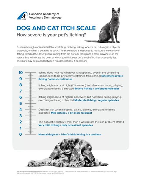 How often is normal for a cat to itch?