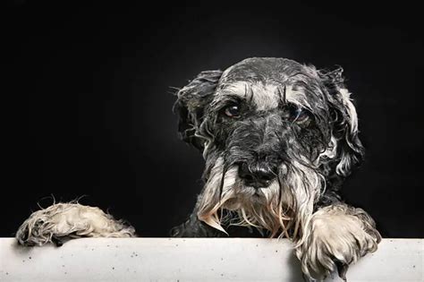 How often should I bathe my Miniature Schnauzer?