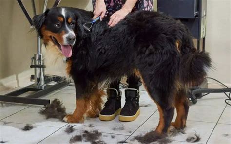 How often should I brush a Bernese Mountain Dog?