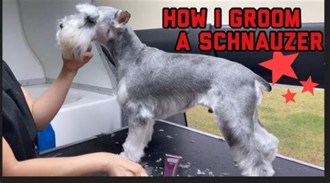 How often should I shower my Schnauzer?