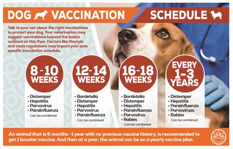 How often should I vaccinate my dog?