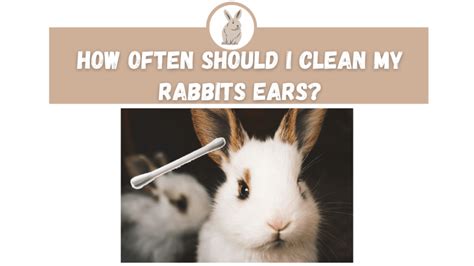 How often should I wash my rabbit?