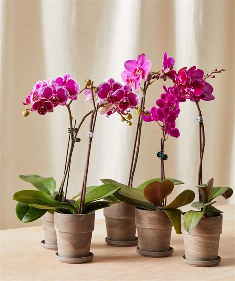 How often should I water my orchid?
