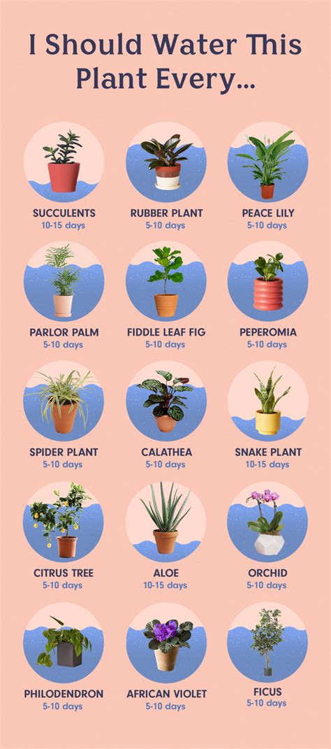 How often should I water my plants?