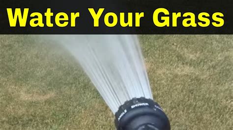 How often should I wet my grass?