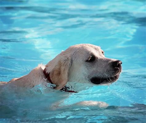 How often should Labradors be bathed?