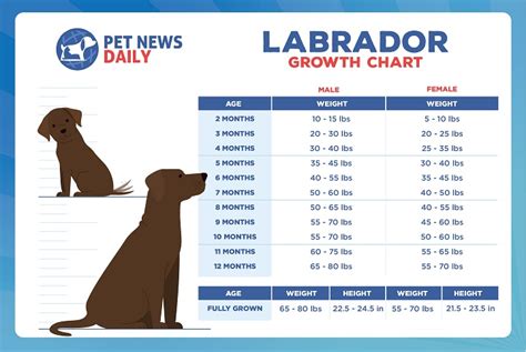 How often should a 10 year old Labrador be walked?