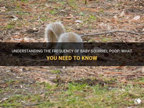 How often should a baby squirrel poop?