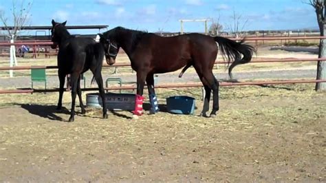 How often should a mare be bred?