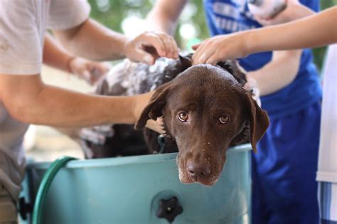 How often should labs be bathed?