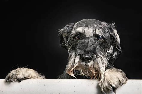 How often should schnauzers be bathed?