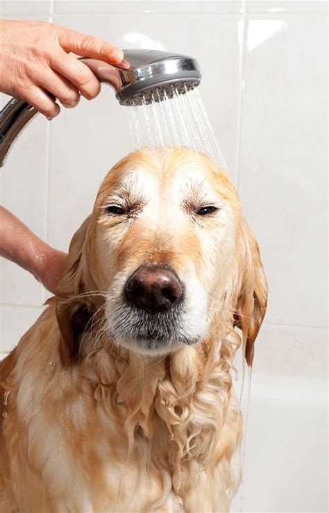 How often should you bathe your Labrador?