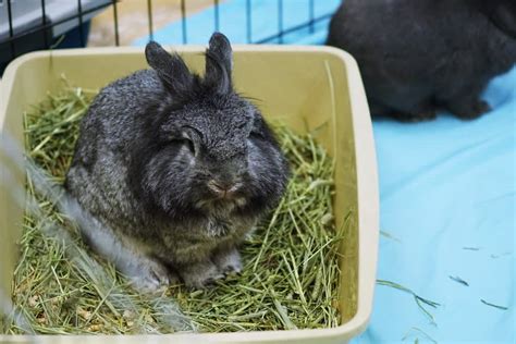 How often should you change bunny litter?