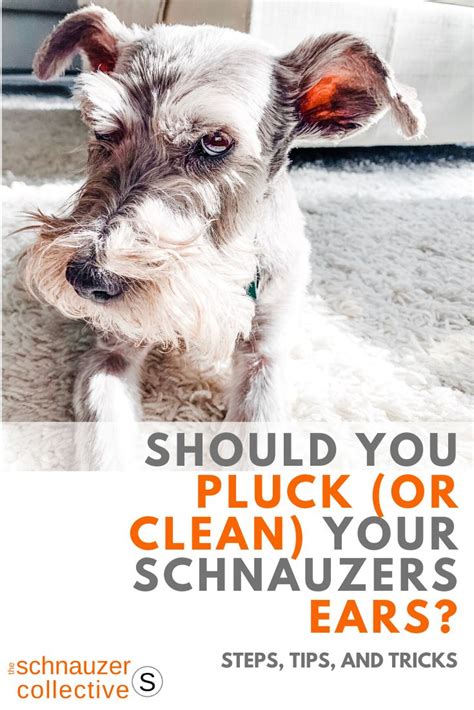 How often should you clean a schnauzers ears?