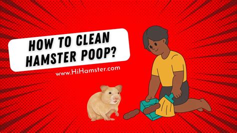 How often should you clean hamster poop?