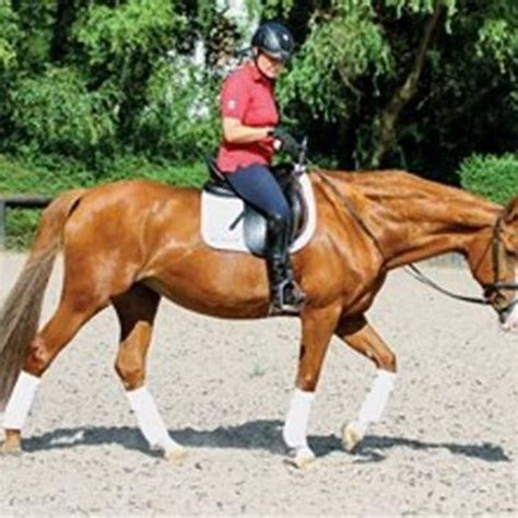 How often should you ride a 20 year old horse?