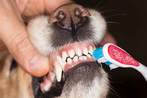 How often to brush dog teeth?